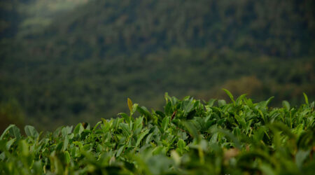 Эффекты от китайских чаёв: расслабление и бодрость